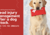 Managing Head Injuries from Dog Attacks: Evaluation and Treatment Strategies